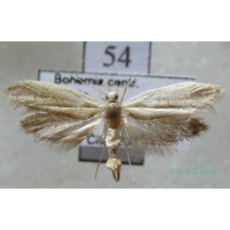 Ypsolopha lucella (Fabricius, 1775) Czech54
